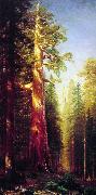 Albert Bierstadt The Great Trees, Mariposa Grove, California oil painting artist